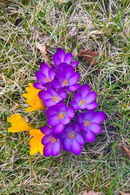 Canlı mor ve sarı timsahlar yemyeşil bir ilkbahar çayırında açarak yenilenmeyi ve doğanın güzelliğini sembolize ederler. Bu çarpıcı çiçek görüntüsü, canlı renkleri ve narin yaprakları taze çimenlerin arka planına vurgular..