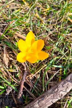 Canlı sarı bir kır çiçeği yeşil çimenlerin ve dalların arasında baharın gelişini simgeleyen bir çiçek açar. Sıcak güneş ışığı onun hassas yapraklarını vurgular ve çevresindeki topraksı dokularla çarpıcı bir kontrast yaratır..