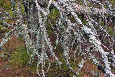 Lichen, doğal bir doku ve renk karışımı sergileyerek, huzurlu bir ormanlık alandaki ağaç dallarını kaplıyor. Karmaşık büyüme kalıpları ve çevreleyen yapraklar, ormanın ekolojik karmaşıklığını vurguluyor..