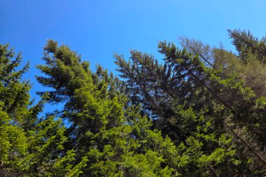 Yüksek çam ağaçları canlı, mavi bir gökyüzüne ulaşır, yemyeşil bir orman ortamının sükunetini yakalar. Güneş ışığı, sık ve yeşil yaprakların arasından süzülür. Ormanlık arazinin doğal güzelliği ve huzuru..