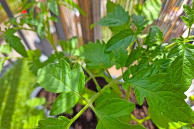 Güneşli bir şehir bahçesinde yemyeşil bir domates filizlenir. Taze yeşil yapraklar, sürdürülebilir ev bahçıvanlığını sembolize eden bulanık bambu çitlerine karşı kurulmuş bitkinin canlılığını ve sağlığını ön plana çıkarıyor..