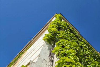 Parlak mavi bir gökyüzünün altında canlı yeşil sarmaşıklarla kaplı bir binanın ön cephesinin çarpıcı perspektifi, kentsel mimari ve doğal yeşilliğin karışımını gösteriyor. Sahne, sakinlik ve çevresel farkındalık hissi uyandırıyor..