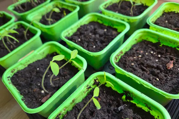 Canlı yeşil çömleklerdeki zengin topraktan filizlenen küçük fideler büyüme ve yenilenmeyi sembolize ediyor. sürdürülebilir bahçıvanlığı vurgulayan bu resim, bitki yetiştirmeyi ve bitki gelişiminin başlangıç safhalarını yansıtır..