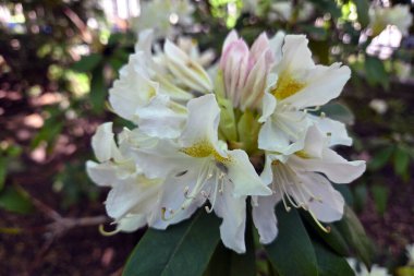 Beyaz rhododendron çiçekleri dingin bir bahçede yemyeşil yapraklara karşı canlı bir şekilde çiçek açar. Sarı aksanlı narin yapraklar zarif bir görüntü oluşturur. Doğal güzellik, botanik tasarımlar, doğa baskıları ve mevsimlik dekorlar için ilham kaynağı sunar..