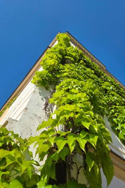 Bereketli yeşil sarmaşıklar, canlı mavi bir gökyüzünün altına uzanan bir binanın ön cephesinin üzerine taşar. Doğa ve mimarinin uyumlu karışımı huzur ve büyüme yayar, kentsel yeşil alanların güzelliği.