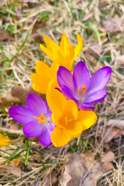 Canlı mor ve sarı timsahlar ilkbaharın başlarında çiçek açar, kurumuş çimenler ve düşen yapraklarla tezat oluştururlar. Sahne, rengarenk çiçek aksanıyla yeni sezonun yenilenmesini ve umudunu anlatıyor..