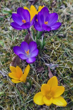 Mor ve sarı timsahlar çimenli çalıların arasından fışkırarak baharın gelişini işaret ediyorlar. Parlak taç yaprakları sessiz arka planla tezat oluşturuyor, mevsimler yer değiştirirken doğanın canlı renklerini ve yenilenmesini sergiliyor.