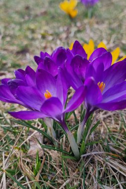 Tam çiçek açmış mor timsahlar baharın gelmesiyle bir bahçeye renk katar. Bu çiçekler, çimenlerin arasına yerleşmiş olan erken dönem mevsimsel çiçeklerin narin yapılarını sergiliyor..