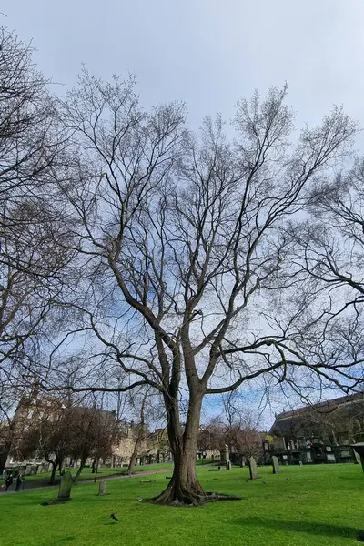 Şehir parkındaki yayılan bir ağaç, açık mavi gökyüzüne karşı karmaşık dallarını sergiliyor. Çevredeki yeşillik ve kentsel zemin, bahar geçişinin erken dönemlerindeki dingin güzelliği yansıtan barışçıl bir tezat sunuyor..