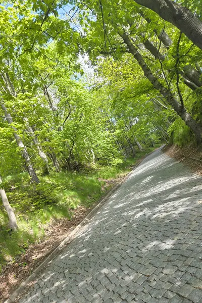 Güneş ışığı yemyeşil bir gölgelikten süzülerek yemyeşil yeşilliklerle çevrili sakin bir kaldırım taşının yolunu aydınlatıyor. Bu sakin orman sahnesi bir huzur hissi uyandırıyor. Doğa, seyahat ve rahatlama temaları için ideal..