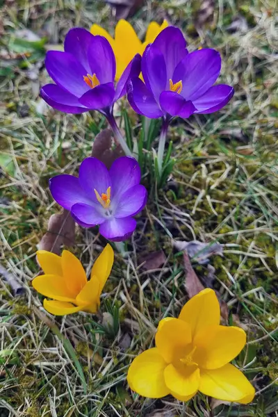 Mor ve sarı timsahlar çimenli çalıların arasından fışkırarak baharın gelişini işaret ediyorlar. Parlak taç yaprakları sessiz arka planla tezat oluşturuyor, mevsimler yer değiştirirken doğanın canlı renklerini ve yenilenmesini sergiliyor.