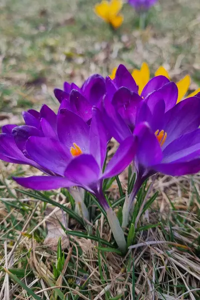 Tam çiçek açmış mor timsahlar baharın gelmesiyle bir bahçeye renk katar. Bu çiçekler, çimenlerin arasına yerleşmiş olan erken dönem mevsimsel çiçeklerin narin yapılarını sergiliyor..