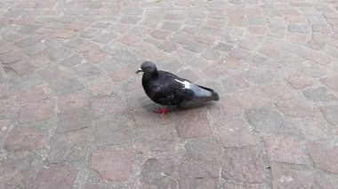 Şehir Vahşi Yaşam Konsepti: Cobblestone Caddesi 'nde Doğa Gözlem Tasarımı İçin Güvercin