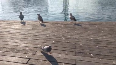 Rıhtımdaki Kuşlarla Huzurlu Rıhtım Sahnesi