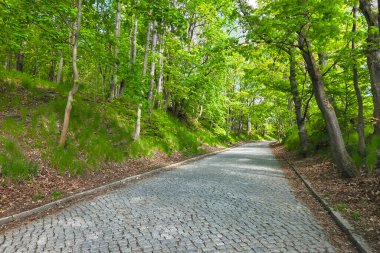 Serene kaldırım taşı yolu yemyeşil ağaçlarla çevrili yemyeşil bir orman boyunca kıvrılır. Benekli güneş ışığı yaprakların arasından süzülerek doğa yürüyüşleri ve açık hava kaçışları için ideal sakin bir atmosfer yaratıyor..