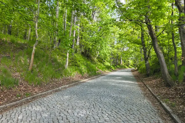Serene kaldırım taşı yolu yemyeşil ağaçlarla çevrili yemyeşil bir orman boyunca kıvrılır. Benekli güneş ışığı yaprakların arasından süzülerek doğa yürüyüşleri ve açık hava kaçışları için ideal sakin bir atmosfer yaratıyor..