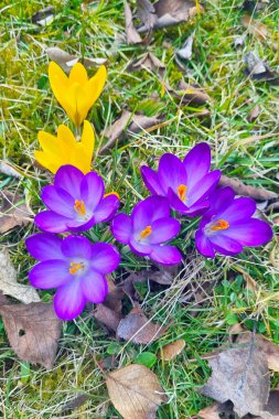 Mor ve sarı timsahlar, kuru yapraklar ve çimlerle çevrili bir bahçede çiçek açarak baharın başlangıcını işaret ederler. Canlı renkleri ve narin taç yaprakları doğal manzaraya renk katar..