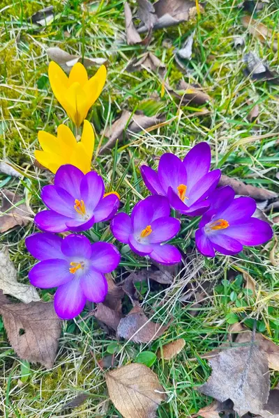 Mor ve sarı timsahlar, kuru yapraklar ve çimlerle çevrili bir bahçede çiçek açarak baharın başlangıcını işaret ederler. Canlı renkleri ve narin taç yaprakları doğal manzaraya renk katar..