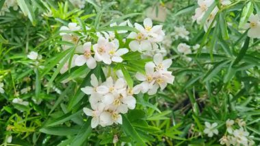 Bahar Çiçekleri: Doğanın Zarafetini Yakalamak