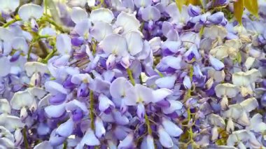 Çiçek açan salkımlar: Bahar Çiçeği Tasarımı İçin Canlı Mor Çiçekler