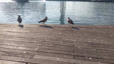 Üç martı ahşap bir rıhtımda duruyor, güneş ışığında uzun gölgeler bırakıyorlar. Sakin su yakındaki yapıları yansıtır ve sakin bir deniz manzarası yaratır. Denizcilik ortamında huzurlu bir anı yakalar..