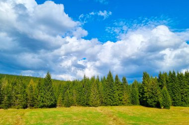 Tüylü beyaz bulutlarla dolu canlı mavi gökyüzüne karşı yemyeşil ağaçlar dimdik ayakta duruyor. Ön planda, sakin ve huzurlu bir ilkbahar manzarası yaratan çimenlik alanlar yer almaktadır..