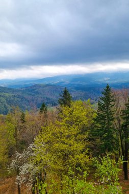 Bahar çiçekleriyle süslenmiş yemyeşil bir ormanın huzurlu manzarası. Uzun çam ağaçları kayan tepelerin ve dramatik bulutlu gökyüzünün önünde belirgin bir şekilde duruyor, sakin ve resimsel bir sahne yaratıyor..