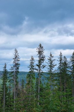 Uzun, yemyeşil ağaçlar bulutlarla dolu bir arka planda durarak sakin bir orman manzarası oluştururlar. Sahne yemyeşil ve doğanın sessiz güzelliği..