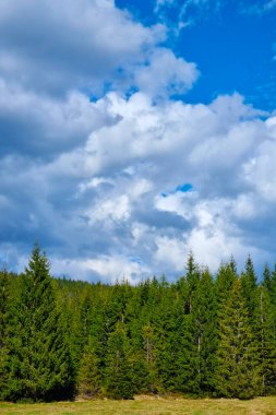 Pofuduk beyaz bulutlarla bezenmiş canlı mavi bir gökyüzünün altındaki sık ve yeşil bir ormanın manzarası. Sakin doğal manzara kozalaklı ağaçların ve engin gökyüzünün güzelliğini gözler önüne seriyor..