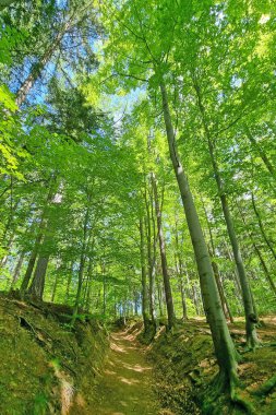 Canlı yeşil ağaçlar, berrak mavi gökyüzünün altında sakin bir orman yolu oluşturarak doğa meraklıları için davetkar bir manzara yaratıyor. Yumuşak güneş ışığı yaprakların arasından süzülür, toprak izleri aydınlatır ve huzur ve keşif duygusunu teşvik eder..