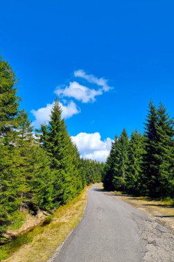 Berrak mavi gökyüzünün altında yemyeşil ağaçlarla çevrili sakin orman yolu. Bu dolambaçlı yol keşfe ve maceraya davet eder, doğanın bereketli yeşilliğine huzurlu bir kaçış sunar, açık hava meraklıları ve gezginleri için mükemmeldir..