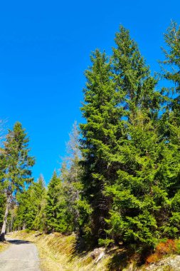 Yükselen yeşil ağaçlar, canlı, mavi gökyüzüne karşı kurulmuş, huzurlu bir orman yolu çiziyor. Güneş ışığı dalları, doğal dokuları ve yemyeşil alanları süzerek sakin ve ferahlatıcı bir orman atmosferi yaratır..