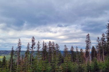 Yoğun yeşil orman, ufuk boyunca uzanan yüksek ağaçlar dramatik, bulutlarla dolu bir gökyüzünün altında. Karanlık bulutların etkileşimi ve filtrelenmiş güneş ışığı vahşi doğanın dinginliğini ve sükunetini vurgulayan sakin ve karamsar bir sahne yaratır..