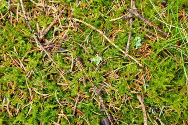 Dağılmış çam iğneleriyle örülmüş yoğun yeşil yosun zengin, desenli bir orman tabanı manzarası yaratır. Bu doğal bileşim çevresel ve botanik projeler için topraksı, organik bir zemin sunar..