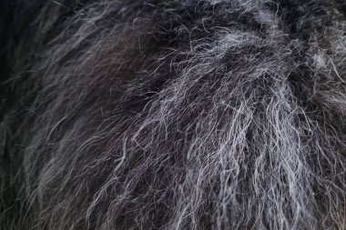 Koyu gri kürklü yüzeyin detaylı yakın çekimi karmaşık doku ve ince iplikler, tasarım projelerinde kullanmak için mükemmel ya da çeşitli yaratıcı çalışmaların derinliğini ve ilgisini arttırmak için bir arka plan olarak.