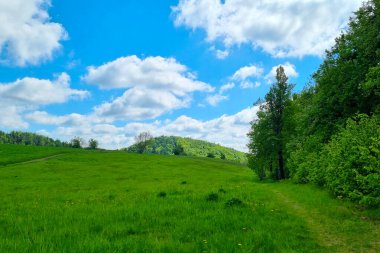 Pofuduk beyaz bulutları olan parlak mavi bir gökyüzünün altında yeşil bir çayır barındıran canlı bir bahar manzarası. Yeşil ağaçlar sahneyi çevreleyerek, doğa temalı tasarımlar için ideal sakin ve huzurlu bir doğal manzara sunuyor..