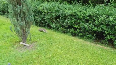 Huzur Bahçesinin Yeşillik Bahçesinde Neşeli Sincap