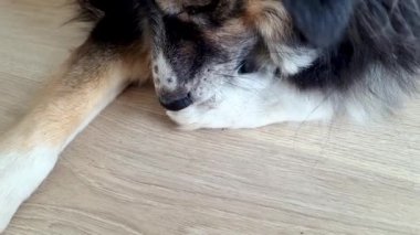 Sakin bir köpek, sakin ve barışçıl tavrını sergileyerek, ahşap bir zeminde rahatça dinlenir. Yakın plan, köpeklerin kürk dokusunu detaylı bir şekilde gösteriyor. Doğal tonlarla sıcak odunları harmanlıyor ve rahat bir atmosfer yaratıyor..