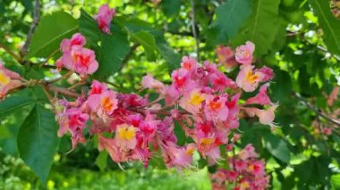 Canlı pembe at kestane çiçekleri güneş ışığı altında gelişir, hassas taç yaprakları ve yemyeşil yapraklar sergilenir. Parlak renkler ve doğal ortam bahar güzelliğinin ve bahçe zarafetinin canlı bir tasvirini oluşturur..