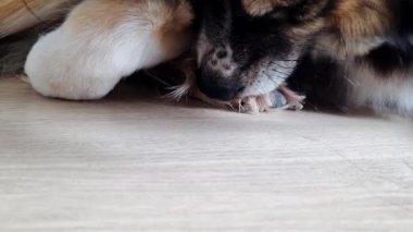 Bir kedi, hafif ahşap bir zeminde huzur ve sıcaklık dolu bir an sergiliyor. Kürkün dokusunu ve pürüzsüz yüzeyini vurguluyor, rahatlık ve basitliği vurguluyor..