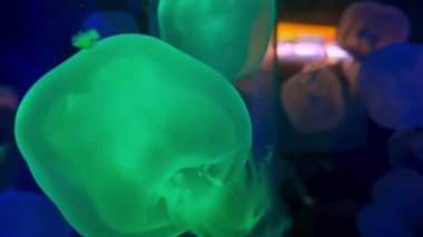 Parlayan yeşil denizanaları, akvaryum ortamındaki koyu bir zemin üzerinde şeffaf formları ve sıvı hareketleri ile zarifçe yüzerler. Deniz yaşamının canlı bir görüntüsü güzelliği ve çeşitliliği gözler önüne seriyor..