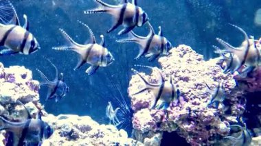 Tropikal balıklar renkli mercan oluşumları arasında zarifçe yüzerler. Balıklar eşsiz desenler ve barışçıl bir uyum göstererek deniz ekosistemlerinin çeşitliliğini ve güzelliğini gösteren canlı bir sualtı manzarası yaratırlar..