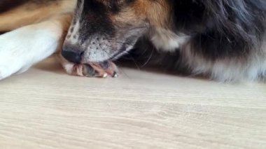 Bir köpek, tahta bir zeminde, patisini nazikçe tımar ederken rahat bir şekilde yatar. Yakın çekim hayvanların kürk dokusunu ve doğal davranışlarını ön plana çıkarıyor, samimi ve huzurlu bir an yaratıyor..