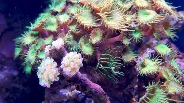 Canlı bir mercan resifi hayat dolu, renkli deniz şakayıkları ve polipler barındırıyor. Karmaşık desenler ve canlı renkler deniz biyolojik çeşitliliğinin karmaşıklığını ve güzelliğini, gelişen bir sualtı ekosistemini gözler önüne seriyor..
