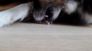 Kemiği çiğneyen bir köpeğin ağız görüntüsü, evcil hayvanın doğal davranışını ve memnuniyetini yakalıyor. Sahne kürk, diş ve ahşap döşeme dokusunu vurguluyor..