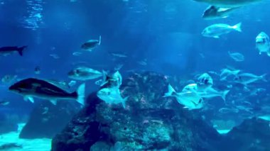 Canlı sualtı sahnesi mercan kaplı bir kaya oluşumunun etrafında zarifçe yüzen çeşitli balıkların yer aldığı. Mavi ve dinamik deniz yaşamının zengin renkleri okyanusların ekosistemine nefes kesici bir bakış oluşturur..