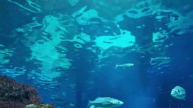 Dalgalı mavi okyanus ortamında yüzen balıkların sualtı yaşamı görüntüsü. Zengin dokular ve renkler büyüleyici bir su manzarası yaratır, eğitici ve dekoratif kullanım için mükemmeldir..