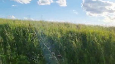 Bereketli yeşil çayır, tüylü bulutlarla benekli açık mavi bir gökyüzünün altında uzanıyor. Uzun otlar nazikçe sallanıyor, huzuru ve yazın ruhunu çağrıştırıyor. Doğa temalı baskılar ve tasarımlar için ideal.