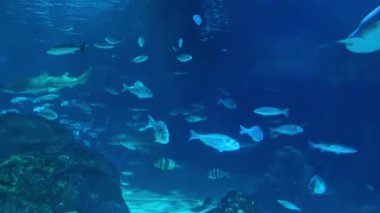 Okyanusta yüzen çeşitli balıkların olduğu büyüleyici bir sualtı sahnesi. canlı mavi renkler derinlik ekler, çeşitli balıklar ise dinamik ve dingin bir deniz ortamı yaratır..