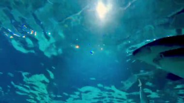 Güneş ışığı sakin okyanus sularını delip geçer, göz kamaştırıcı desenler yaratır ve sualtı dünyasının sakinliğini aydınlatır. Bir köpekbalığı zarif bir şekilde süzülür, deniz yaşamının gizemlerini ve güzelliklerini somutlaştırır..